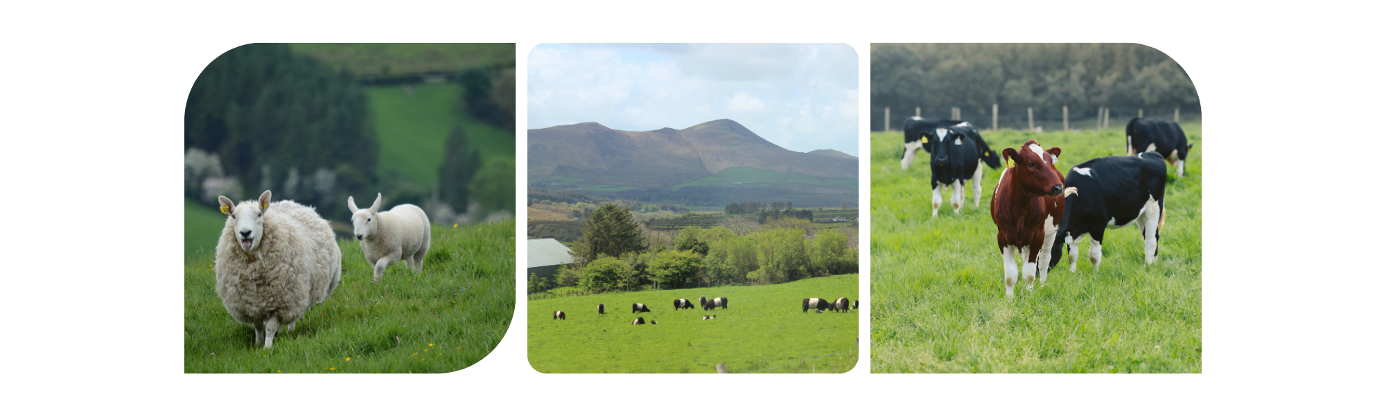 Bioeconomy Ireland Week